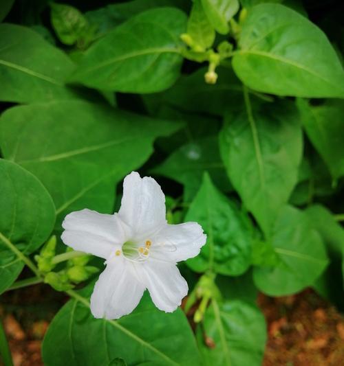 夜来香的传说-花开夜晚，香飘万里（花语揭秘）