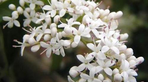 以夜来香花语（逆境中的生命力与坚守）