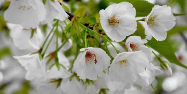 樱花（从花语中解读樱花的意义）