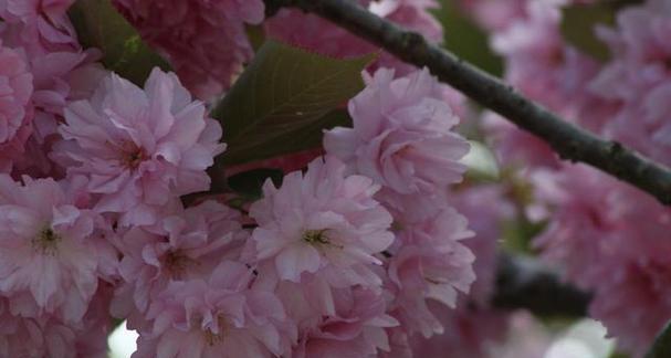 樱花（从花语中解读樱花的意义）