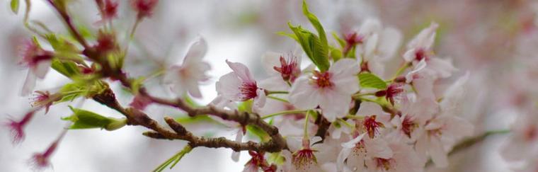 樱花的花语与寓意（探索樱花的美丽与哲学）