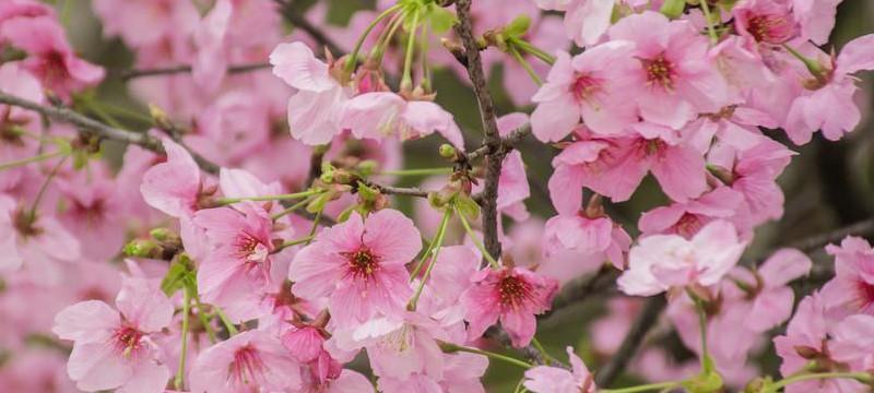 樱花之美（赏樱花）