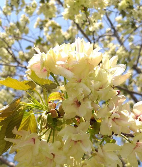 樱花的花语与日本文化（探究日本樱花的花语及其在社会中的意义）