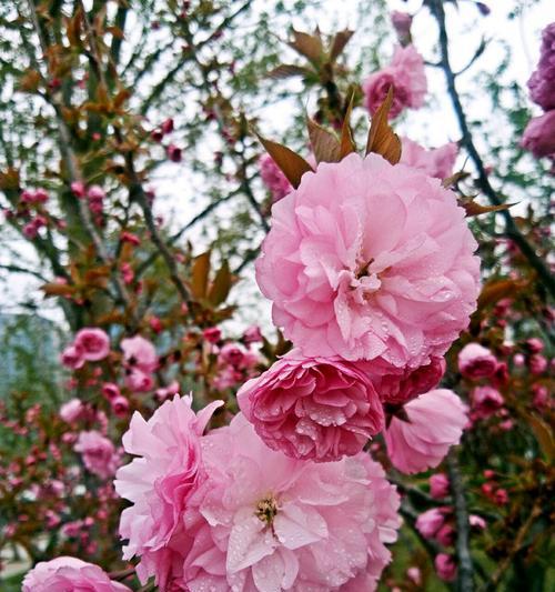 樱花花语的含义及文化传承（探寻樱花花语的深层意义）