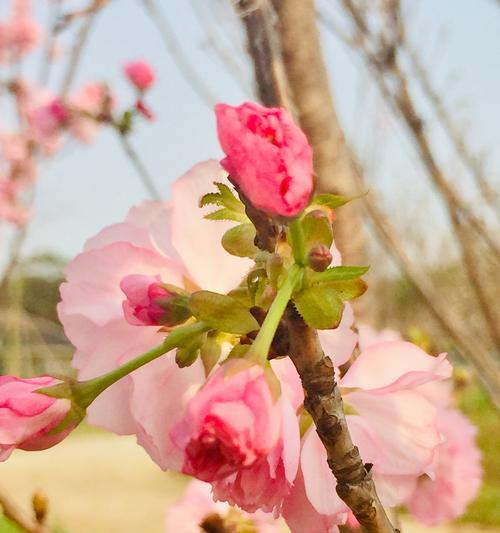 樱花花语的含义及文化传承（探寻樱花花语的深层意义）