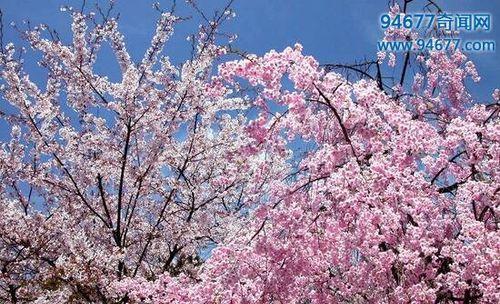 樱花花语——美丽的象征（探寻樱花花语的含义与传承）