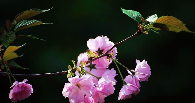 樱花花语——美丽的象征（探寻樱花花语的含义与传承）