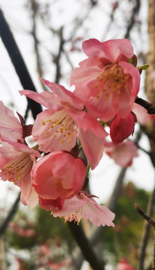 樱花花语（探索樱花的深层含义与美丽）