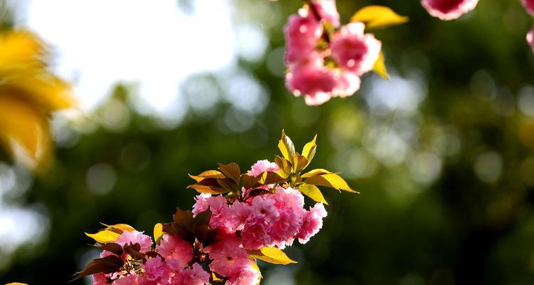 樱花花语——爱与美的化身（绽放于春日的梦幻之花）