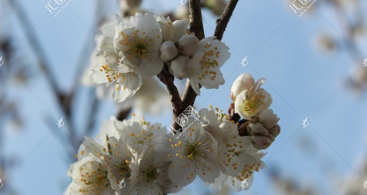 樱桃花的花语及意义（揭开樱桃花背后的美丽寓意）