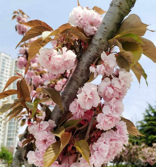 樱桃花的花语及意义（揭开樱桃花背后的美丽寓意）