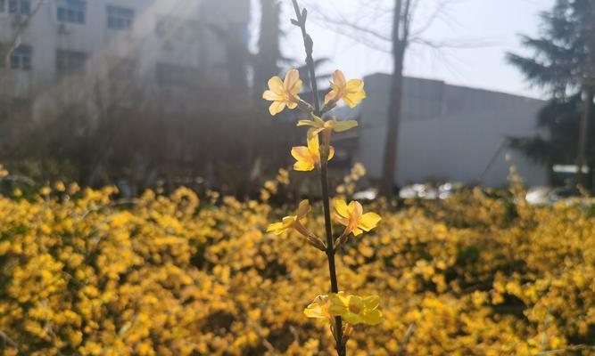 迎春花（以迎春花的寓意和象征为主题的探究）