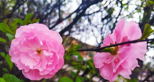 以榆叶梅花语是什么（解读榆叶梅花的寓意与象征）