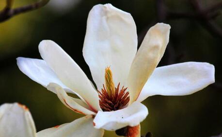 玉兰花的花语和寓意（探寻玉兰花的深层内涵与象征意义）