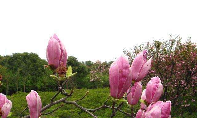 玉兰花的象征意义及文化传承（探寻玉兰花背后的文化内涵）