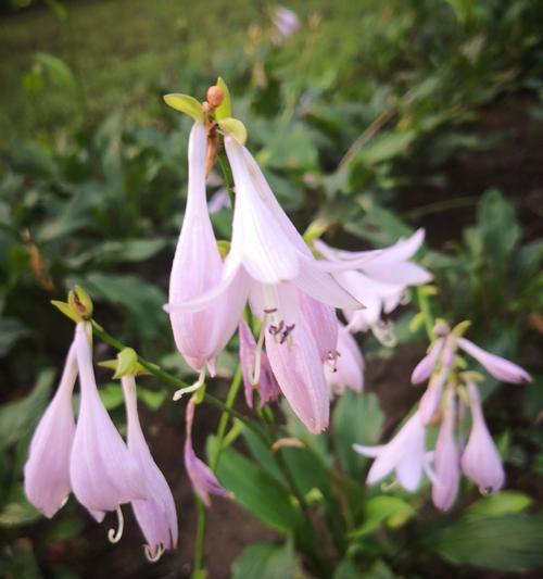 玉簪花的花语——寓意与象征（探秘玉簪花的花语及其文化背景）