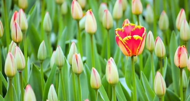 郁金香花语与色彩（揭秘郁金香的意义与象征）