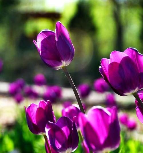 郁金香花语的深刻寓意（探索郁金香花语的美丽花园）