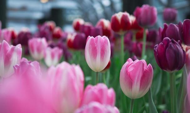 郁金香花语的深刻寓意（探索郁金香花语的美丽花园）