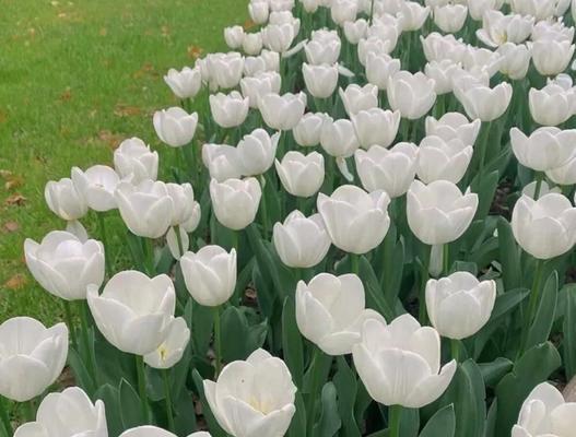 郁金香花语与寓意（探索郁金香的花语）