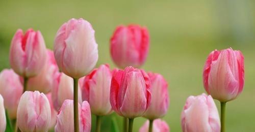 郁金香花语与代表意义（传递真挚感情的郁金香）