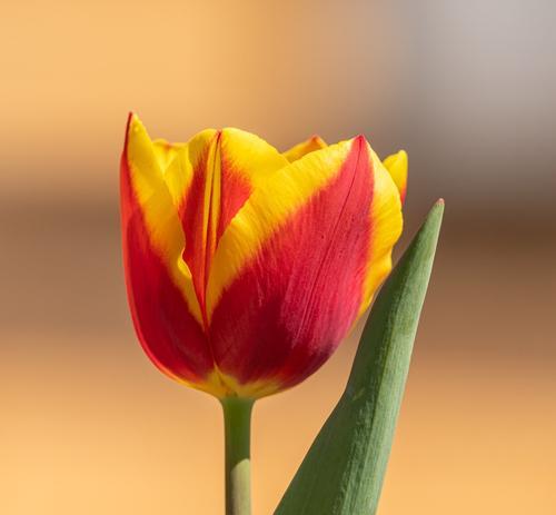 郁金香花期养护与含义的全面指南（探秘郁金香的花期）