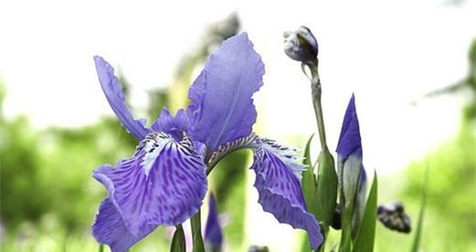 鸢尾草花语——传递爱与祝福的花朵（探索鸢尾草的花语之美）