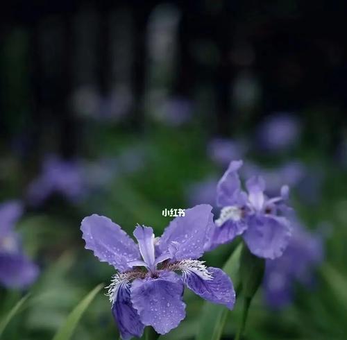 鸢尾花的花语和传说（揭开鸢尾花的花语和神话故事）