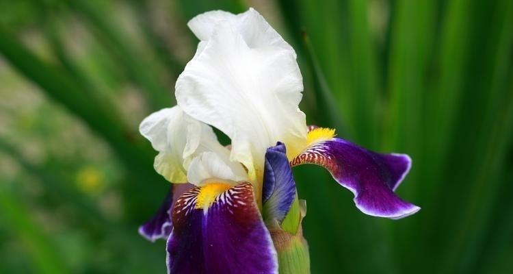 揭秘鸢尾花背后隐藏的花语（探索花朵背后的秘密）