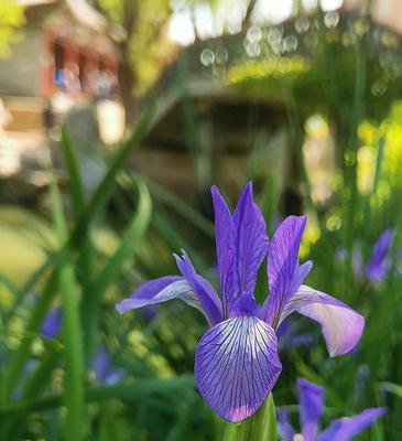 鸢尾花的寓意与花语（探寻鸢尾花的深意）