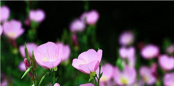 月见草的传说与花语（月见草传承千年的神秘力量）