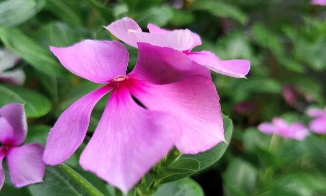 长春花（花语中的生命与希望）