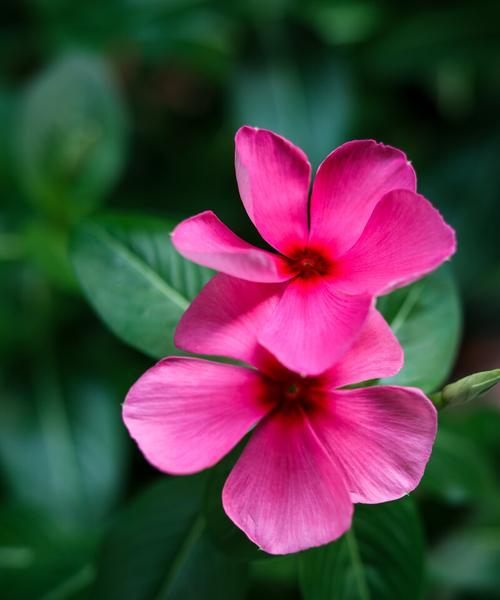 长春花花语（传承千年的美丽祝福——长春花的花语）