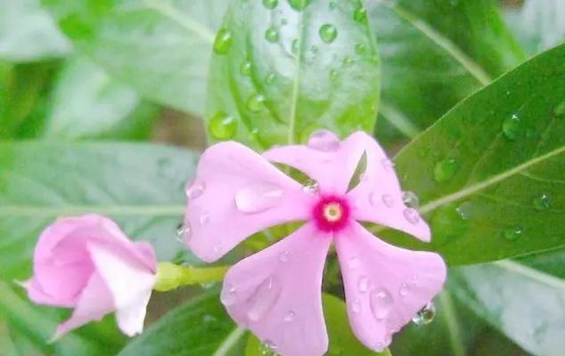 长春花花语（传承千年的美丽祝福——长春花的花语）