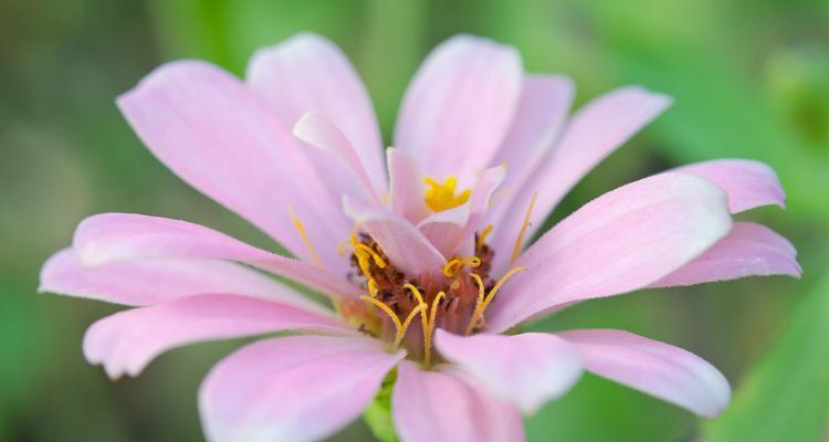 以针垫花的花语和养护技巧（了解以针垫花的花语）