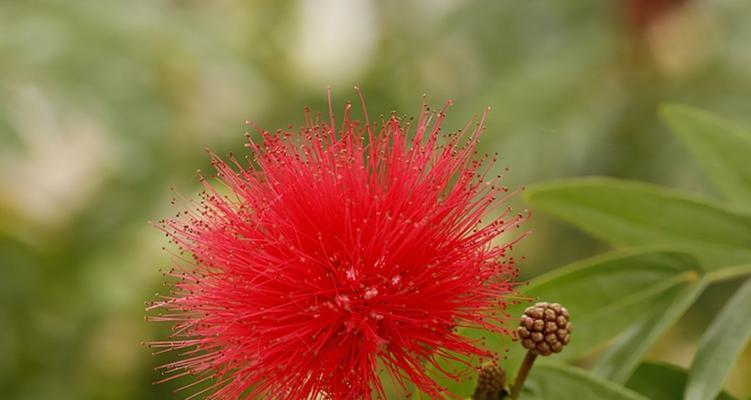 朱樱花的花语和寓意（解读朱樱花的美丽和象征意义）