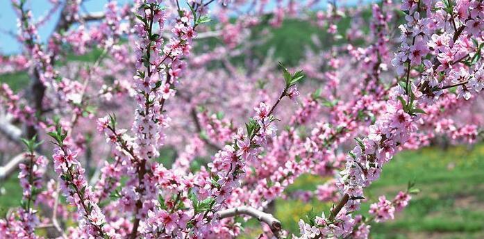 竹夹桃花的花语及其寓意（传递希望与坚韧的自然信使）