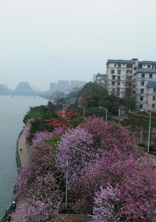 紫荆花的象征意义与传承（探索紫荆花的美丽与坚韧）