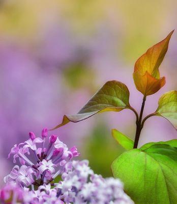 紫色丁香花语的深意（解读紫色丁香花语的神秘力量）