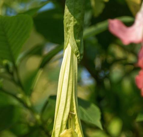 紫色曼陀罗花的花语（传递神秘与热情的紫色曼陀罗花）