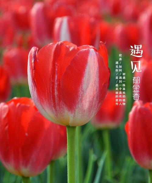 紫色郁金香花语——爱与神秘的象征（揭开紫色郁金香花语的神秘面纱）