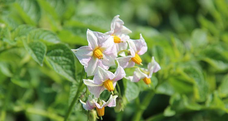 土豆开花有毒吗（室内养着土豆）