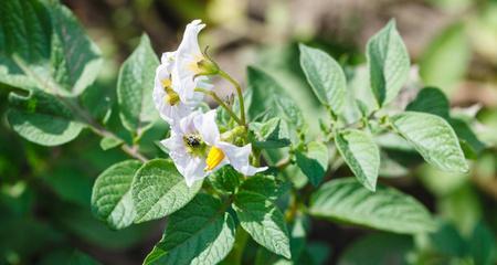 土豆可以水养吗（探究土豆水培种植的方法和优缺点）