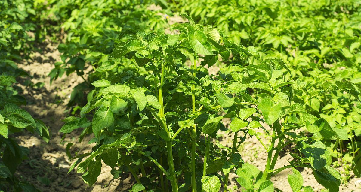 土豆生长的环境条件及适宜种植区域（土豆种植的关键——环境因素分析）