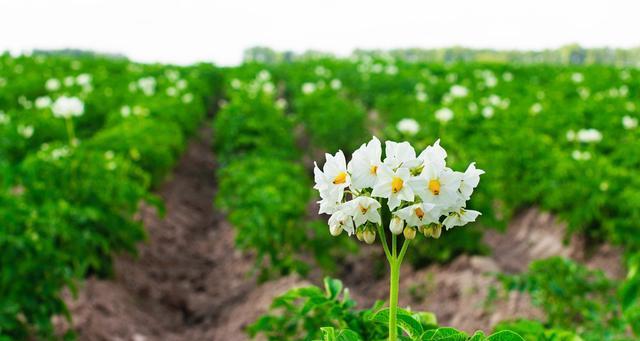 土豆成熟季节解析（土豆的种植）