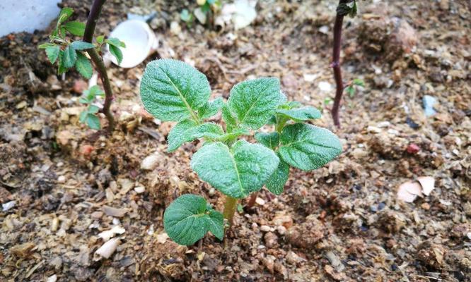 土豆（探究土豆的生物学分类）