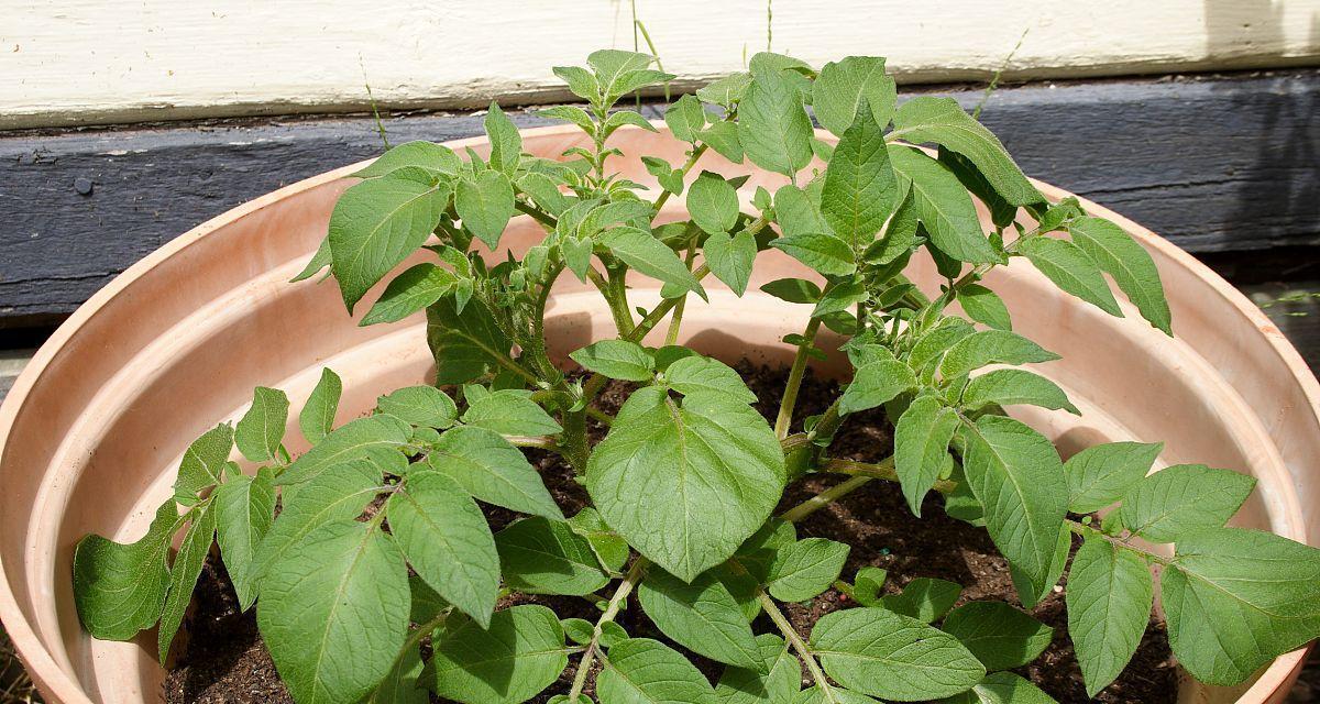 土豆真的是多年生植物吗（探究土豆生长周期及相关问题）