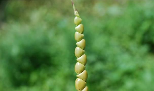 土豆是裸子植物吗（探究土豆的生殖器官和营养特性）