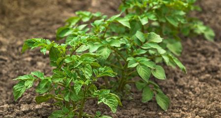 土豆是什么植物？——探寻土豆的起源、特点和分类