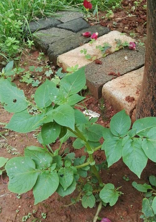 土豆的种子植物身份揭秘（解析土豆的种子植物属性）